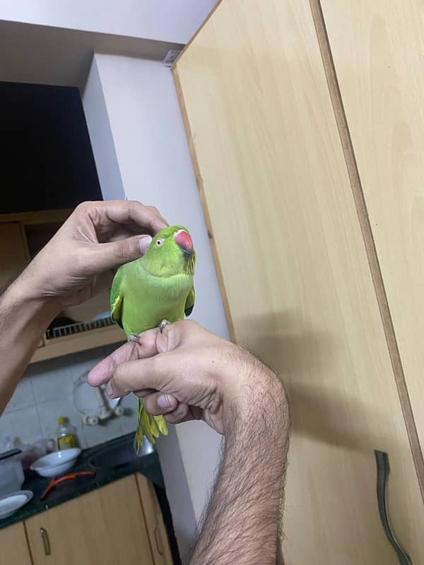 Parrot ringneck nice tamed talkative 8