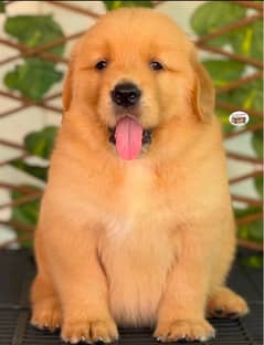 golden retriever puppy for sale