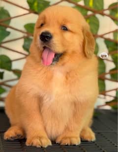 golden Retriver puppies for sale