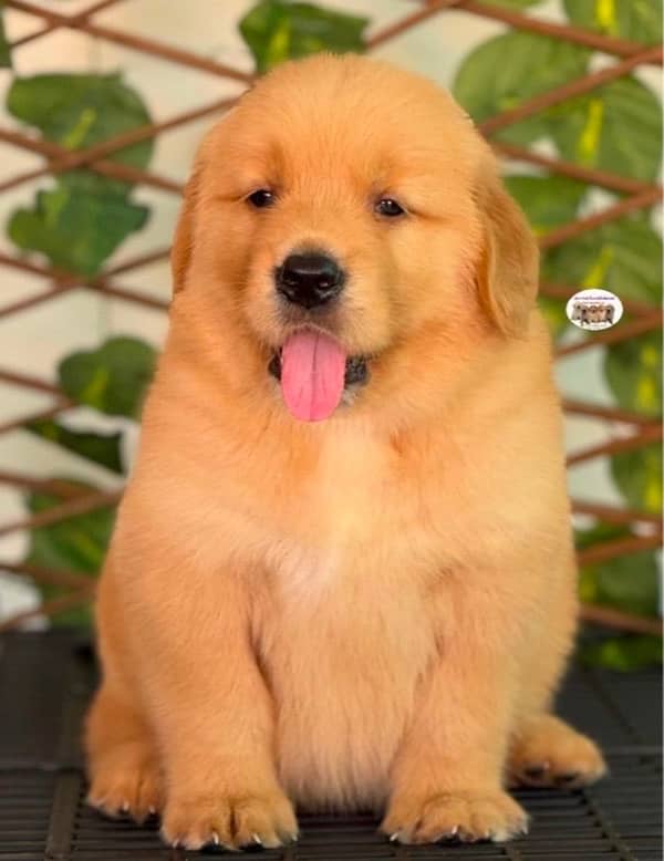 golden Retriver puppies for sale 1