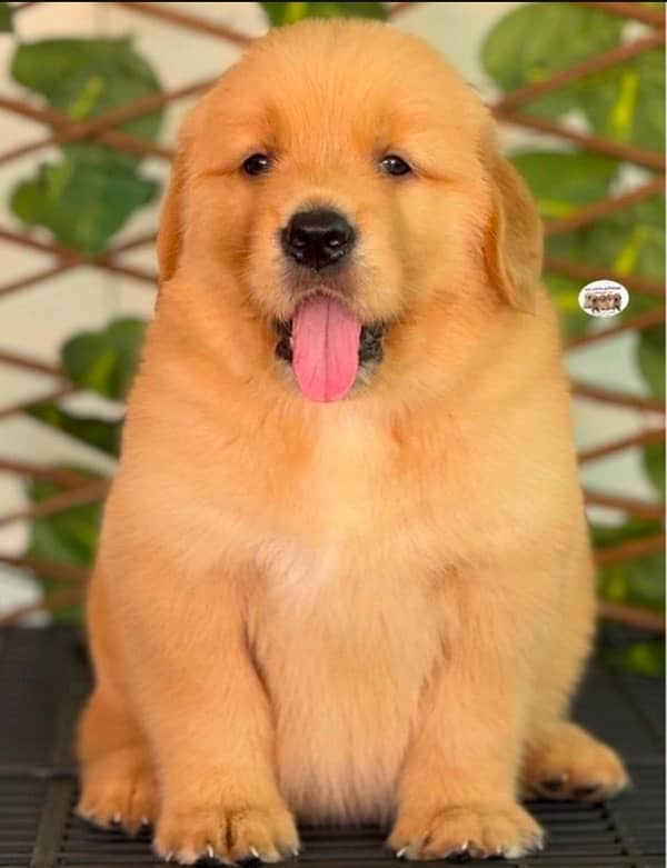 golden Retriver puppies for sale 2