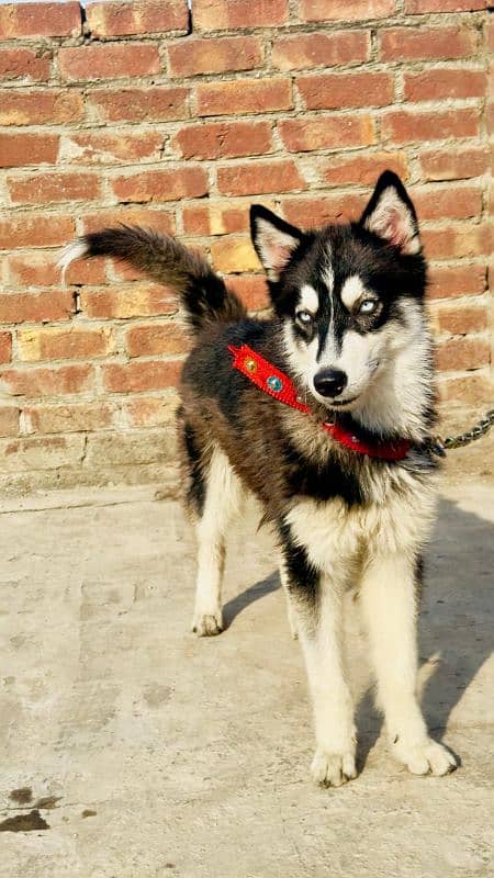 Siberian Husky | Dog | SH | 3 months old 0