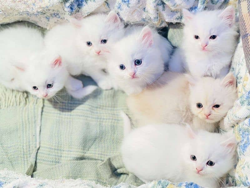 Cat Persian| kittens | male | female | fancy Cat| Pair| baby Cat 2