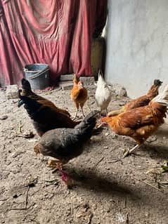 Golden Misri 6 Murgiya 2 murgy for sale