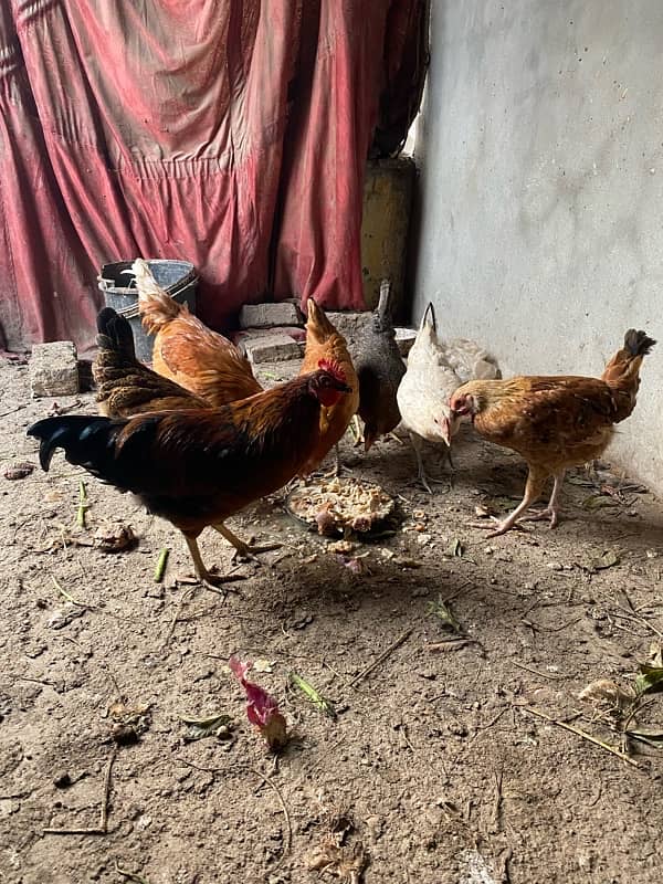 Golden Misri 6 Murgiya 2 murgy for sale 2