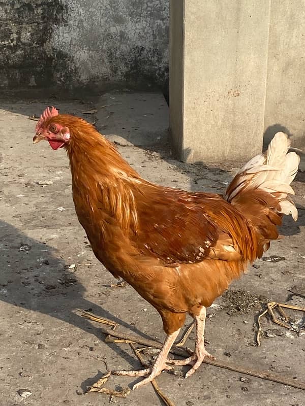 Golden Misri 6 Murgiya 2 murgy for sale 4