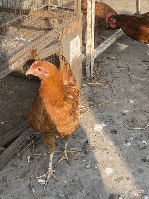 Golden Misri 6 Murgiya 2 murgy for sale 5