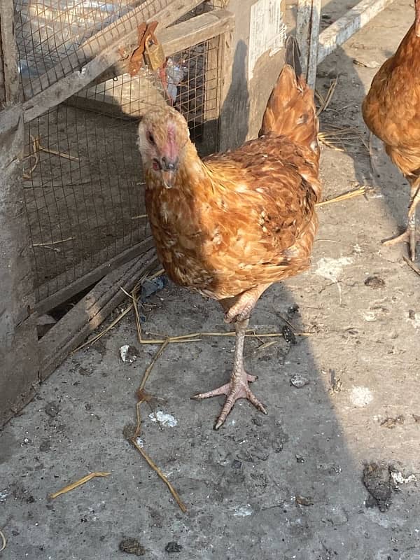 Golden Misri 6 Murgiya 2 murgy for sale 6