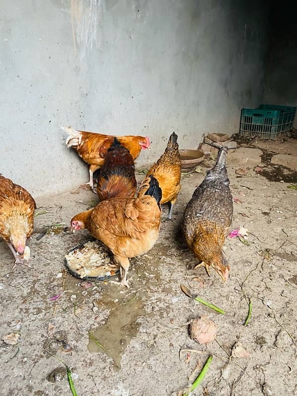 Golden Misri 6 Murgiya 2 murgy for sale 7