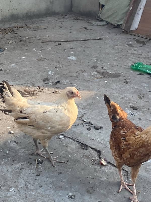 Golden Misri 6 Murgiya 2 murgy for sale 12