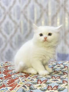 Cat Persian| kittens | male | female | fancy Cat| Pair| baby Cat