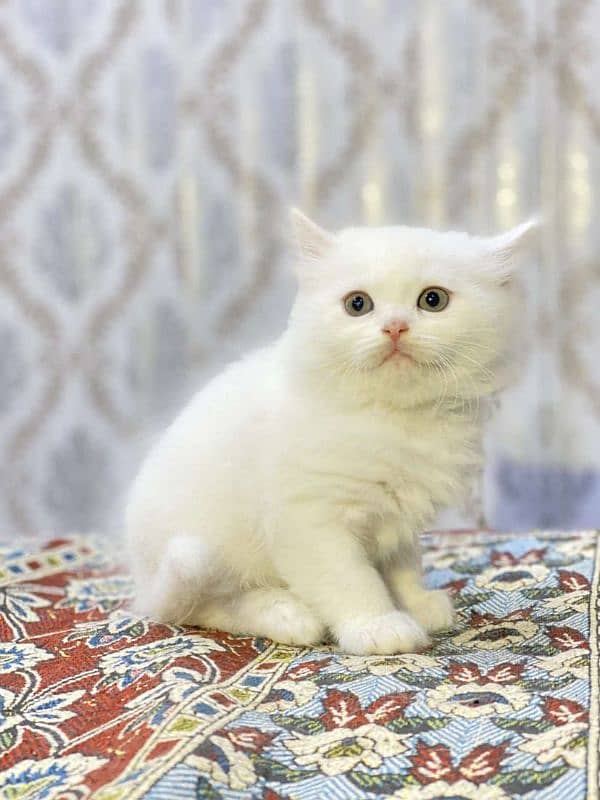 Cat Persian| kittens | male | female | fancy Cat| Pair| baby Cat 0