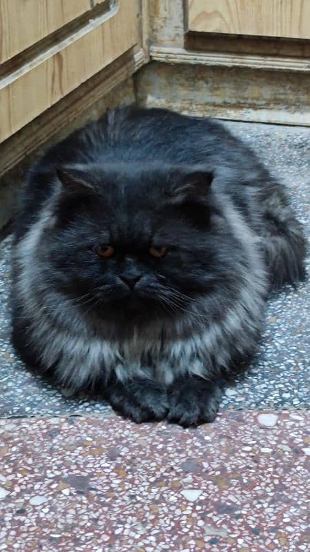 Triple coat Male cat - Best for breeders 3