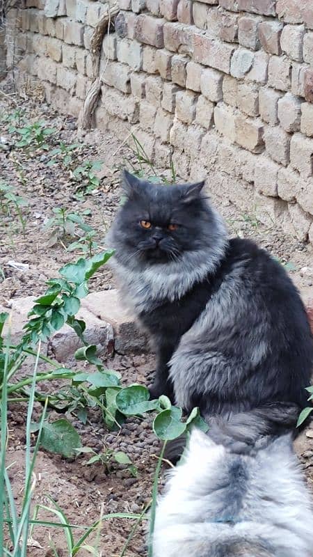 Triple coat Male cat - Best for breeders 4