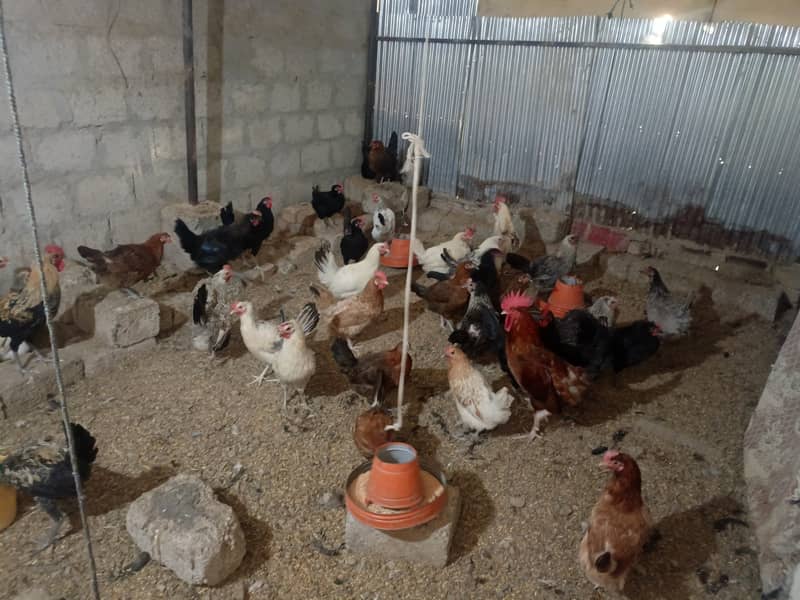 Goldman mesre hen for sale 950 per kg 1