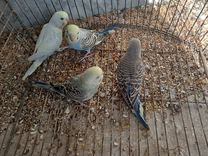 4 budgies pathy for sale all are clean  healthy and active 0