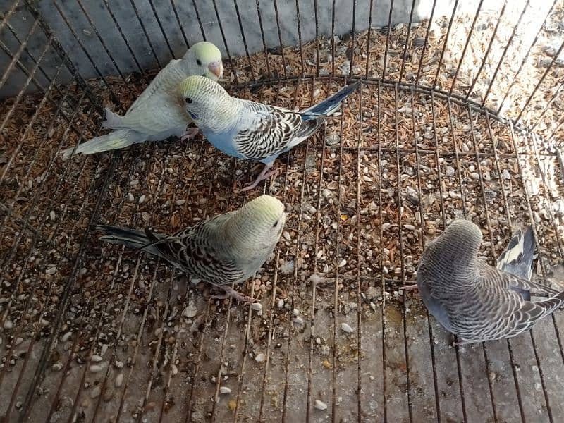 4 budgies pathy for sale all are clean  healthy and active 1