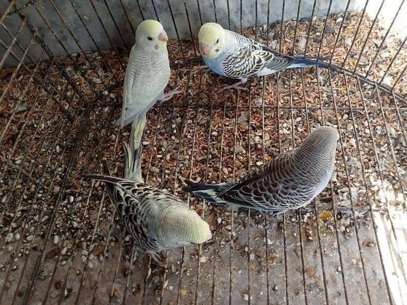 4 budgies pathy for sale all are clean  healthy and active 2