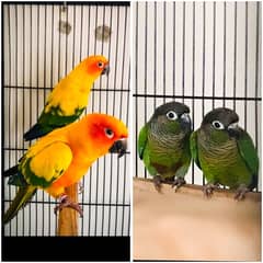 sunconure and green chick conure pair