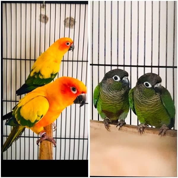 sunconure and green chick conure pair 0