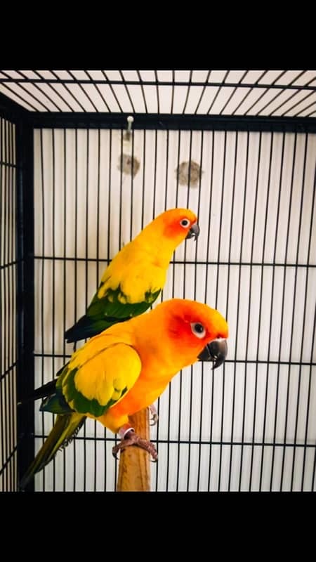 sunconure and green chick conure pair 1