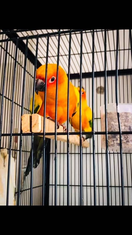 sunconure and green chick conure pair 2