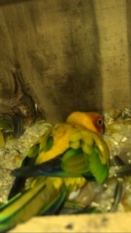 sunconure and green chick conure pair 4