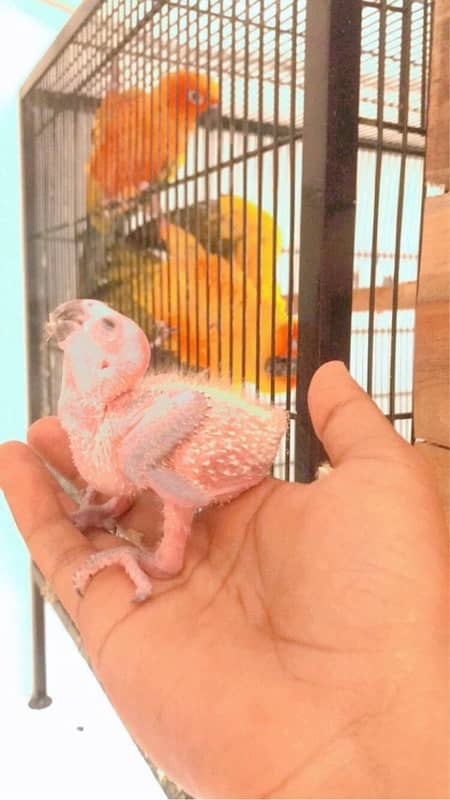 sunconure and green chick conure pair 5