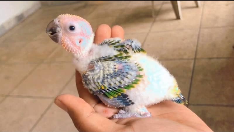 sunconure and green chick conure pair 6