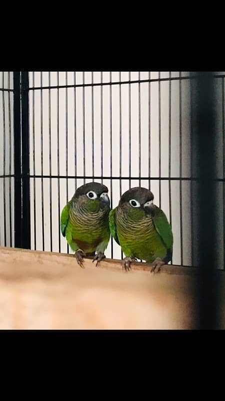 sunconure and green chick conure pair 7