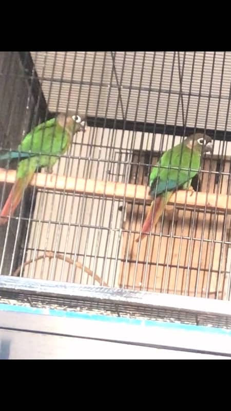 sunconure and green chick conure pair 8