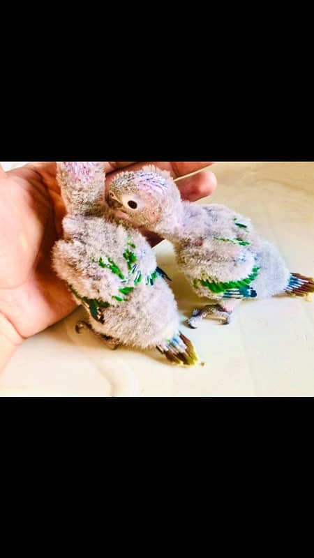 sunconure and green chick conure pair 9