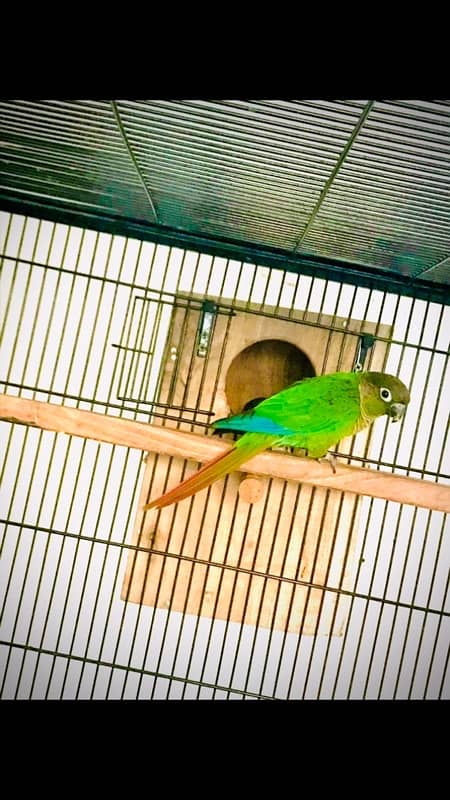 sunconure and green chick conure pair 10