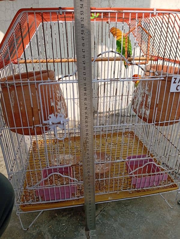 Lovebird pair with Cage For sale 03047306037 Only serious Customer Cnt 4