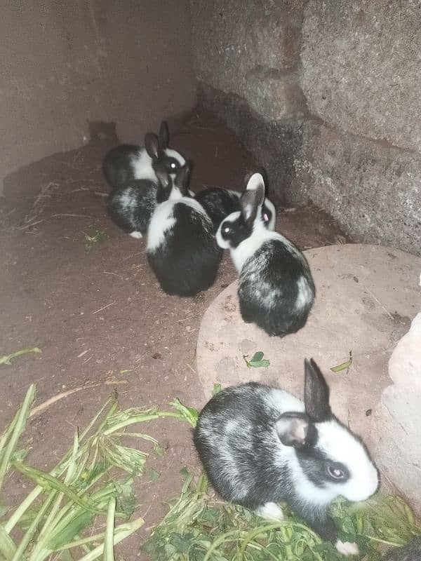 Local breed Rabbit babies 0