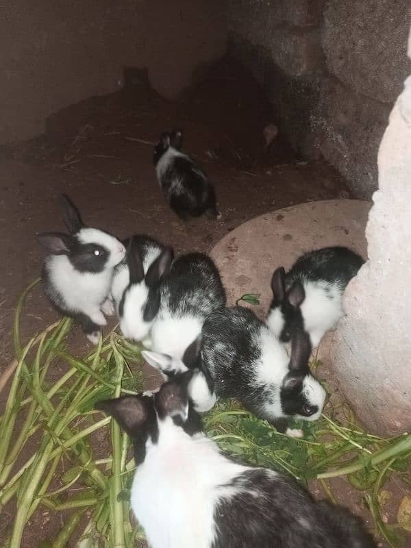 Local breed Rabbit babies 2