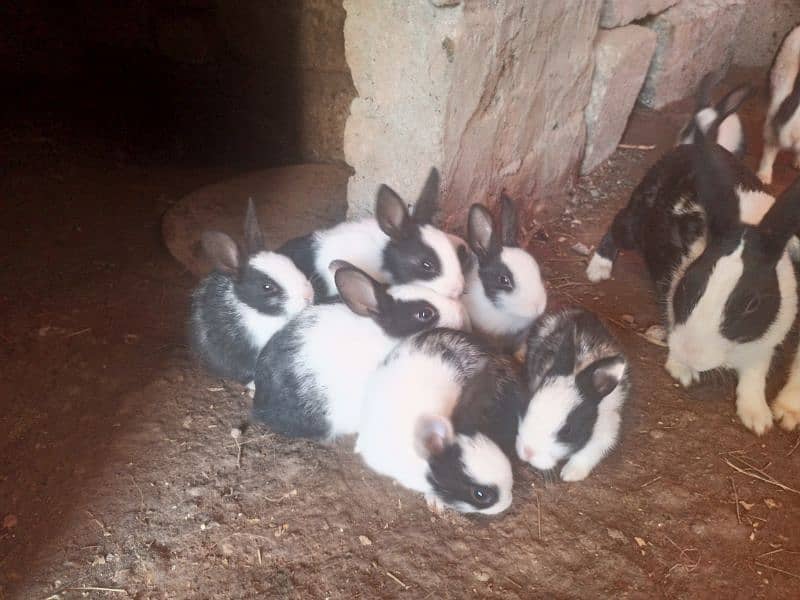 Local breed Rabbit babies 3