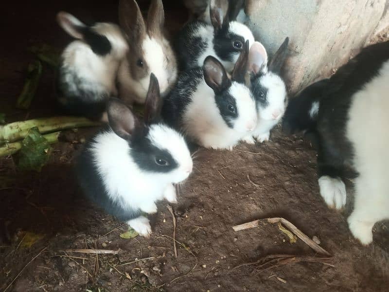 Local breed Rabbit babies 4