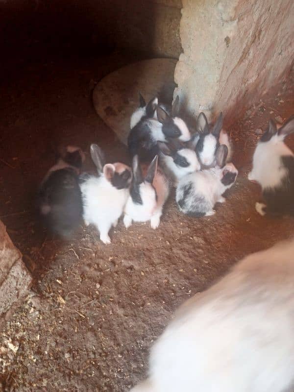 Local breed Rabbit babies 5