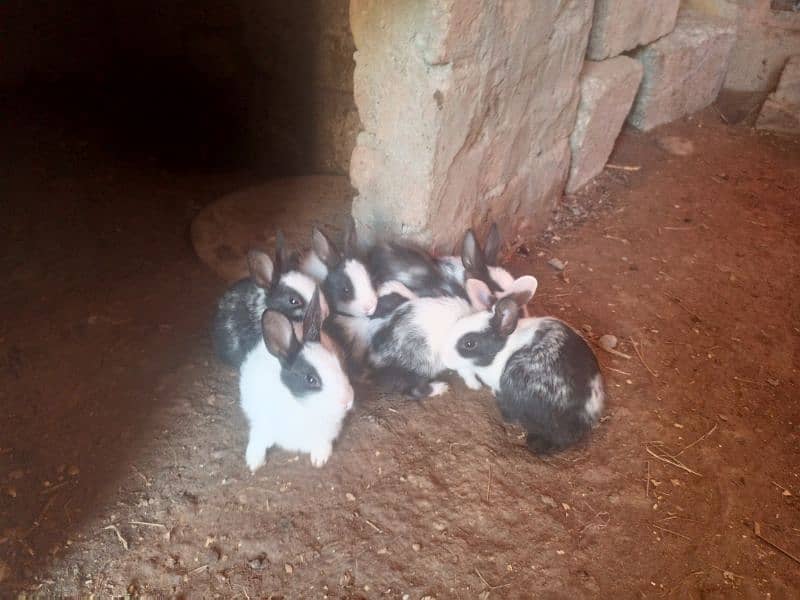 Local breed Rabbit babies 6