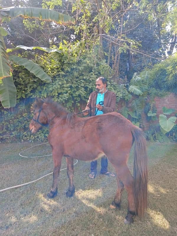 Beautiful Pony for sale 5