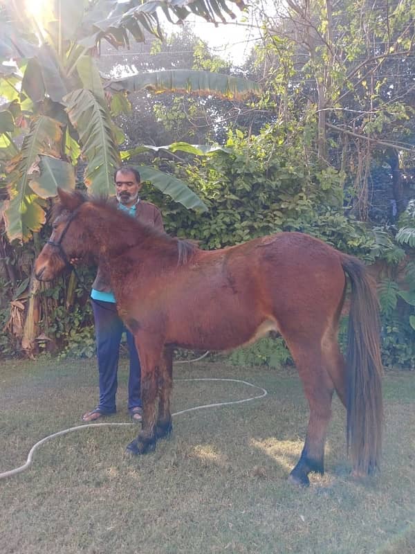 Beautiful Pony for sale 7