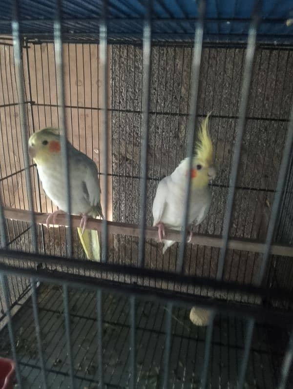 Love birds albino fisher lutino blue pasnata and 12 pairs budgries 15