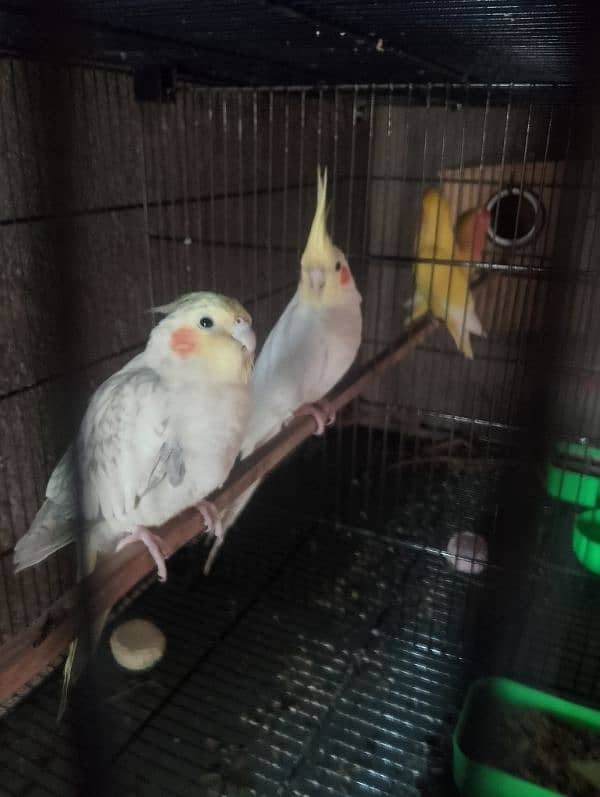 Love birds albino fisher lutino blue pasnata and 12 pairs budgries 16