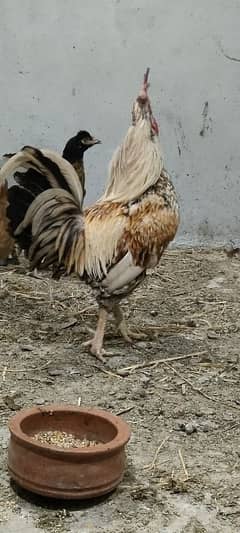 Desi Murghi hens | Golden misri hens | Aseel hens |