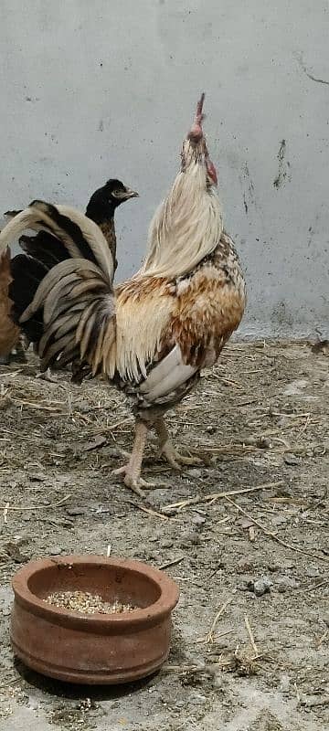 Desi Murghi hens | Golden misri hens | Aseel hens | 0