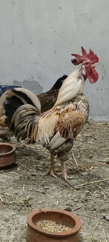 Desi Murghi hens | Golden misri hens | Aseel hens | 1