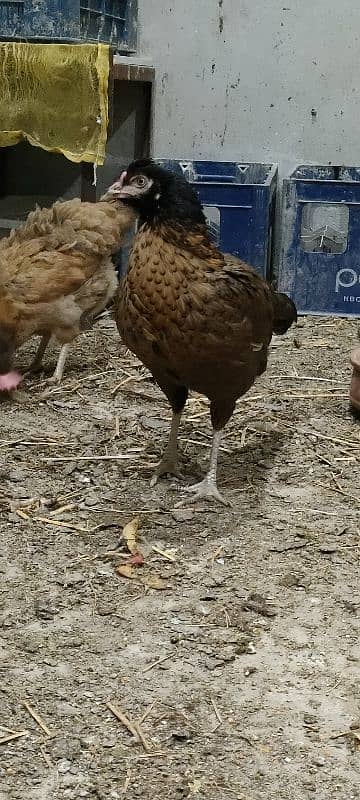 Desi Murghi hens | Golden misri hens | Aseel hens | 3