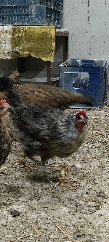 Desi Murghi hens | Golden misri hens | Aseel hens | 4