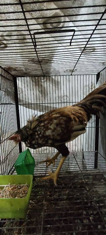 Desi Murghi hens | Golden misri hens | Aseel hens | 5